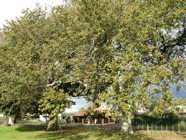 Sweet chestnut- Cambridge Tree Trust
